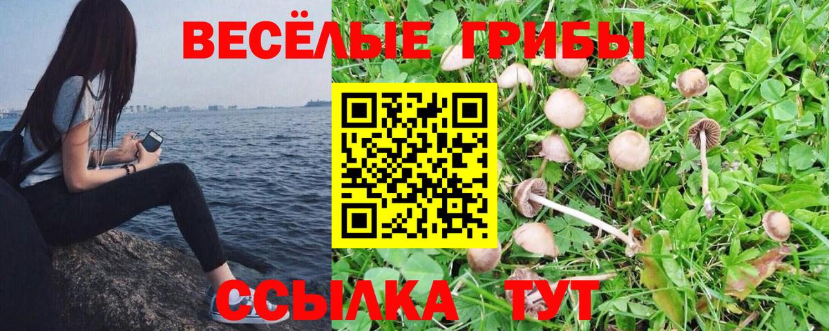 Галлюциногенные грибы Psilocybe Железногорск