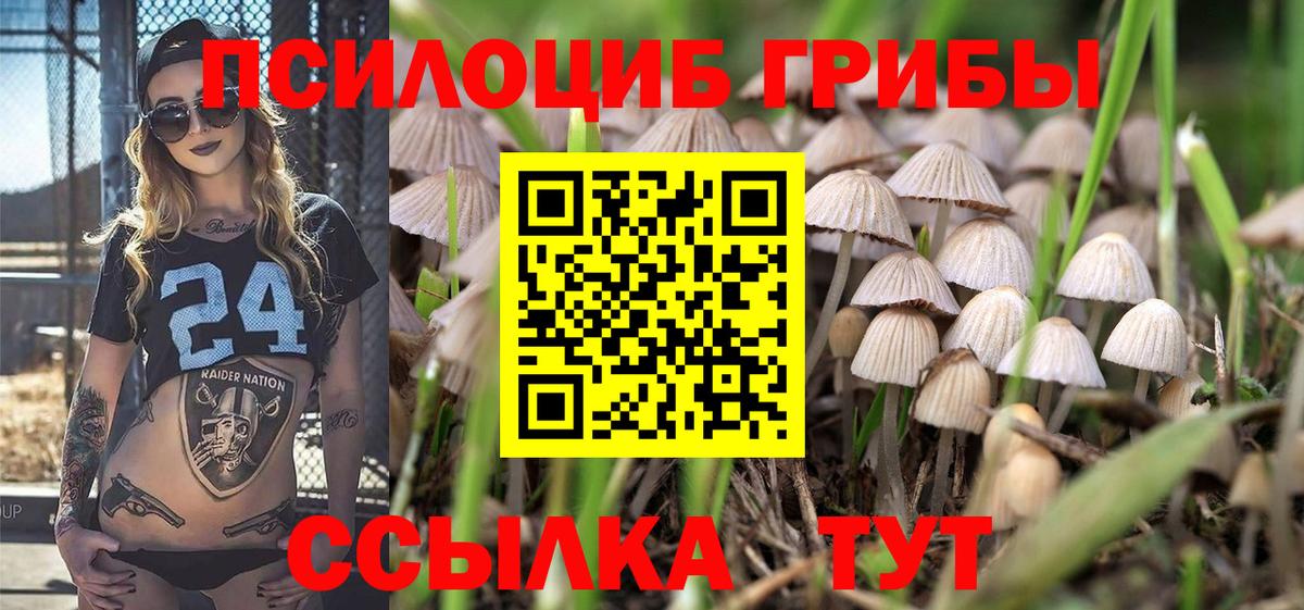 где продают наркотики  Псилоцибиновые грибы прущие грибы  Вход с VPN  Железногорск  Псилоцибиновые грибы Psilocybe 